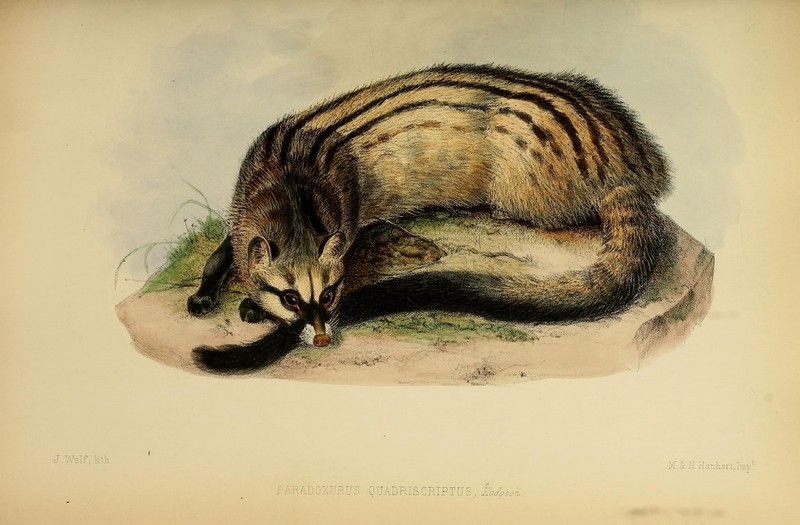 Asian palm civet (Paradoxurus hermaphroditus); DISPLAY FULL IMAGE.