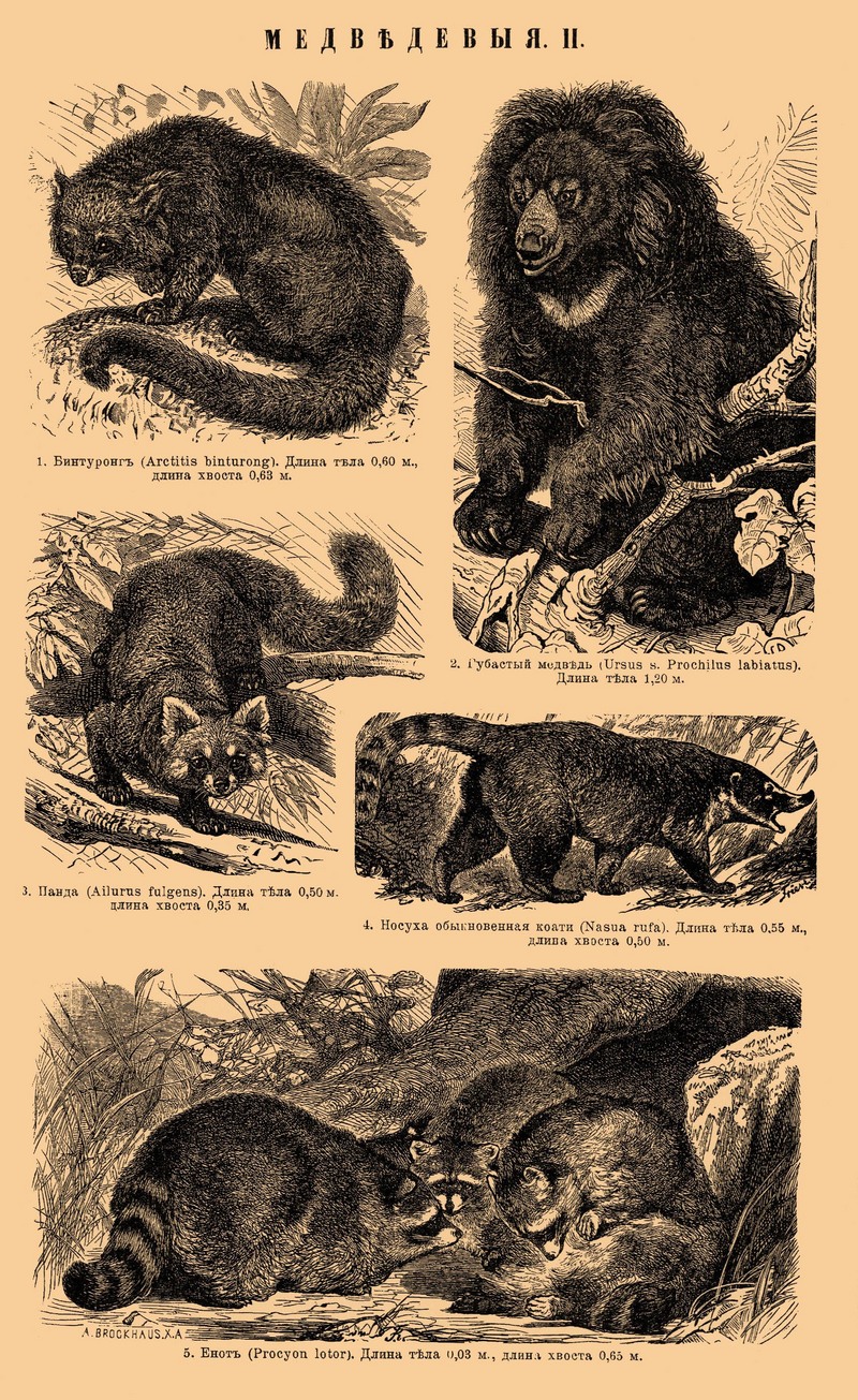 bearcat (Arctictis binturong), sun bear (Helarctos malayanus), red panda (Ailurus fulgens), ring-tailed coati (Nasua nasua), northern raccoon (Procyon lotor); DISPLAY FULL IMAGE.