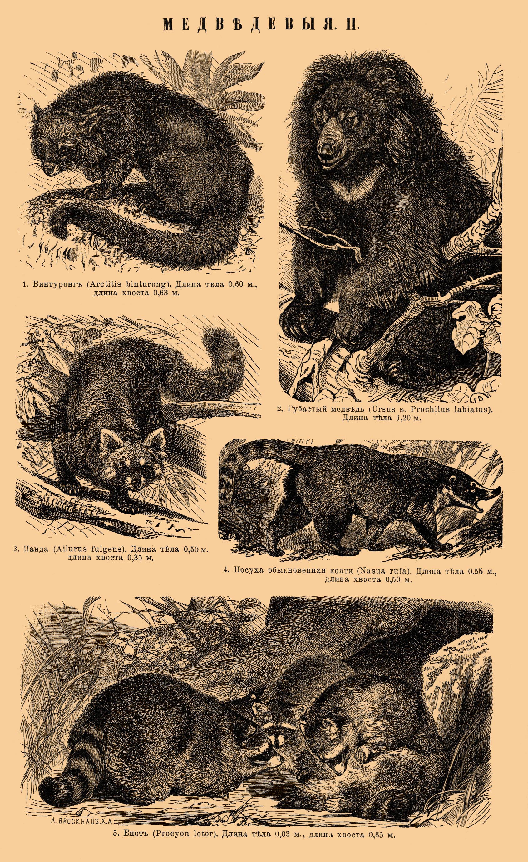 bearcat (Arctictis binturong), sun bear (Helarctos malayanus), red panda  (Ailurus fulgens), ring-tailed coati (Nasua nasua), northern raccoon  (Procyon lotor)