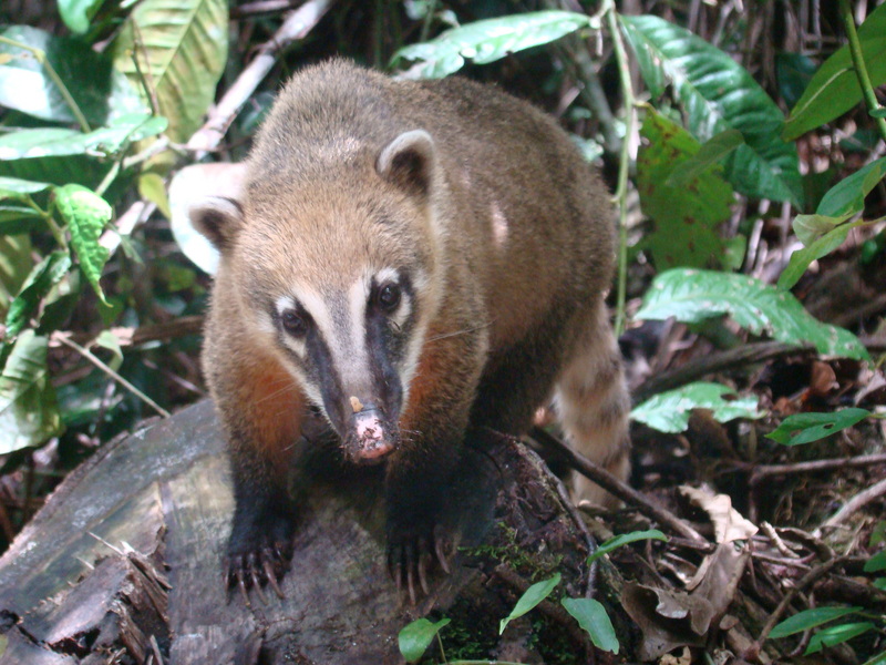 South American coati, ring-tailed coati (Nasua nasua); DISPLAY FULL IMAGE.