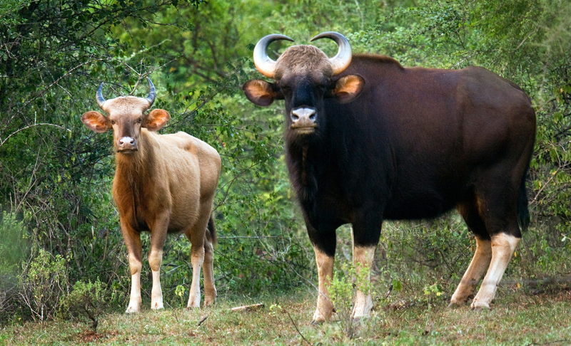 gaur (Bos gaurus) - White Indian Bison; DISPLAY FULL IMAGE.