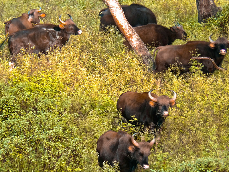 Indian bison, gaur (Bos gaurus); DISPLAY FULL IMAGE.