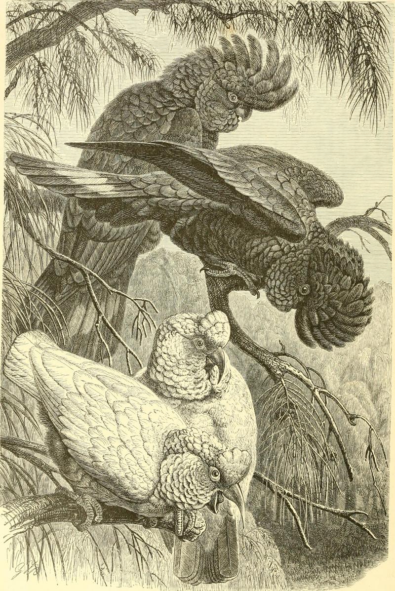 red-tailed black cockatoo (Calyptorhynchus banksii), long-billed corella (Cacatua tenuirostris); DISPLAY FULL IMAGE.