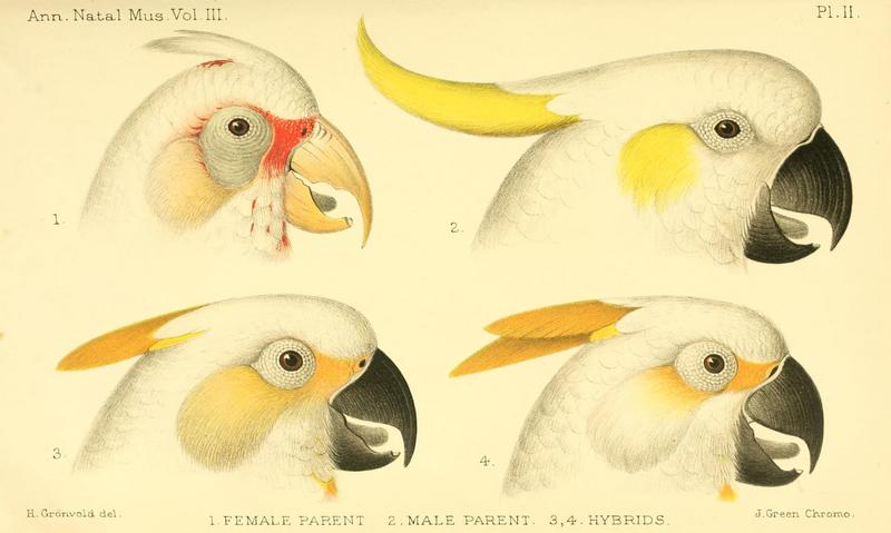 long-billed corella (Cacatua tenuirostris) & sulphur-crested cockatoo (Cacatua galerita) hybrid; DISPLAY FULL IMAGE.