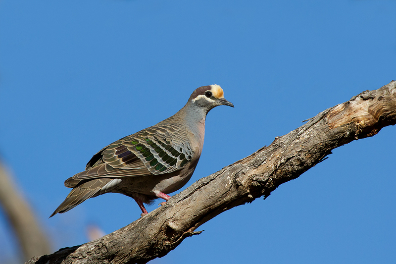 common bronzewing (Phaps chalcoptera); DISPLAY FULL IMAGE.