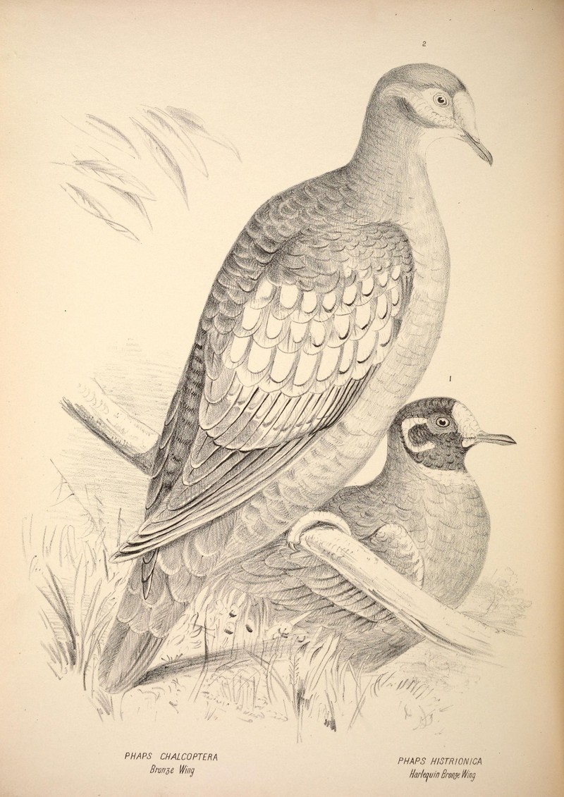 common bronzewing (Phaps chalcoptera), flock bronzewing (Phaps histrionica); DISPLAY FULL IMAGE.