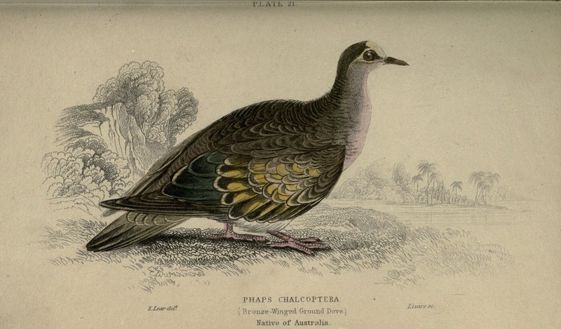 common bronzewing (Phaps chalcoptera); DISPLAY FULL IMAGE.