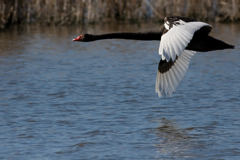 black swan (Cygnus atratus); DISPLAY FULL IMAGE.