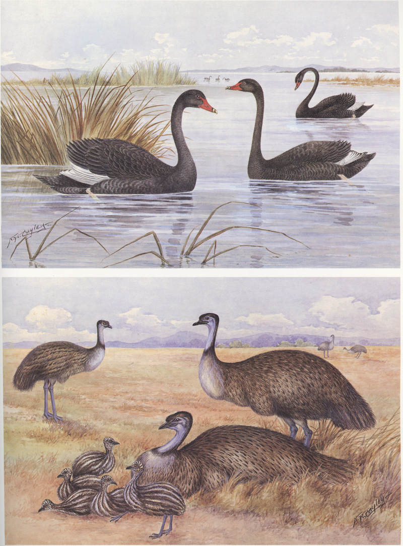 black swan (Cygnus atratus), common emu (Dromaius novaehollandiae); DISPLAY FULL IMAGE.