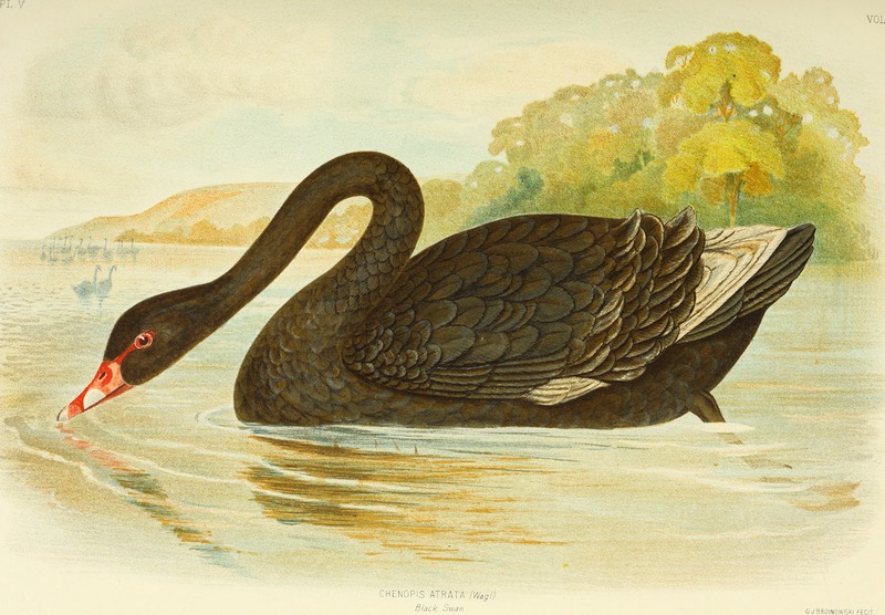 black swan (Cygnus atratus); DISPLAY FULL IMAGE.