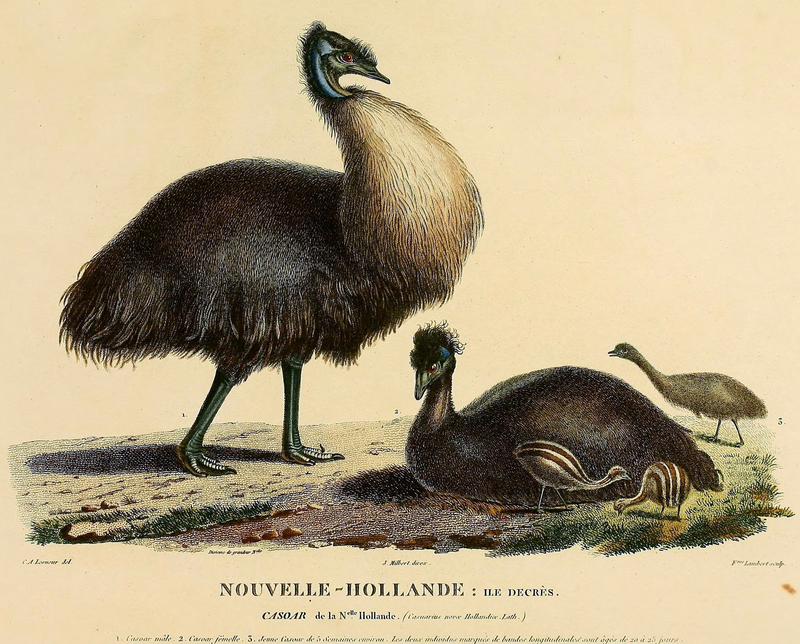 Kangaroo Island emu (Dromaius baudinianus), King Island emu (Dromaius novaehollandiae minor); DISPLAY FULL IMAGE.