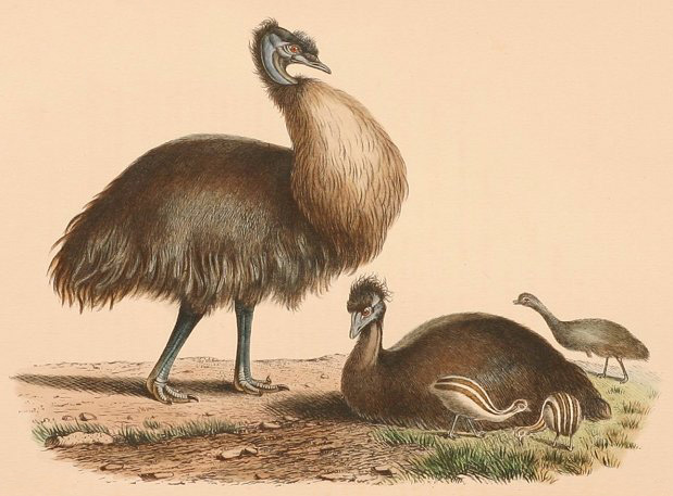 Kangaroo Island emu (Dromaius baudinianus), King Island emu (Dromaius novaehollandiae minor); Image ONLY