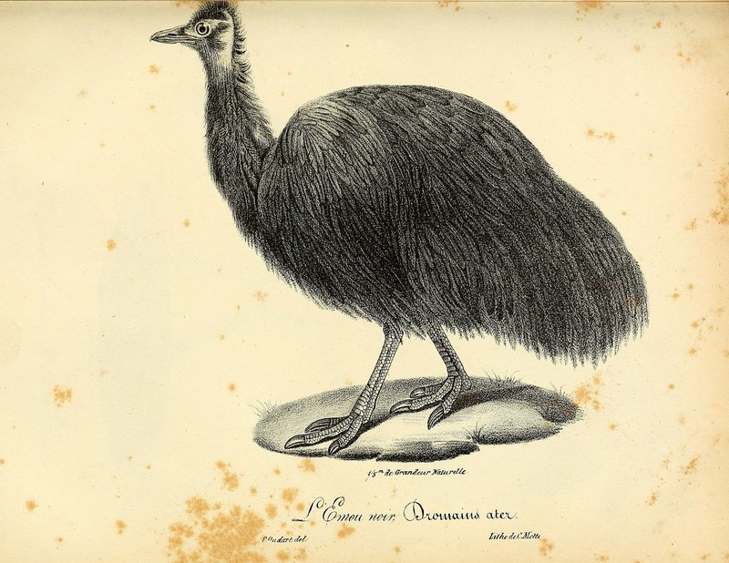 King Island emu (Dromaius novaehollandiae minor); DISPLAY FULL IMAGE.