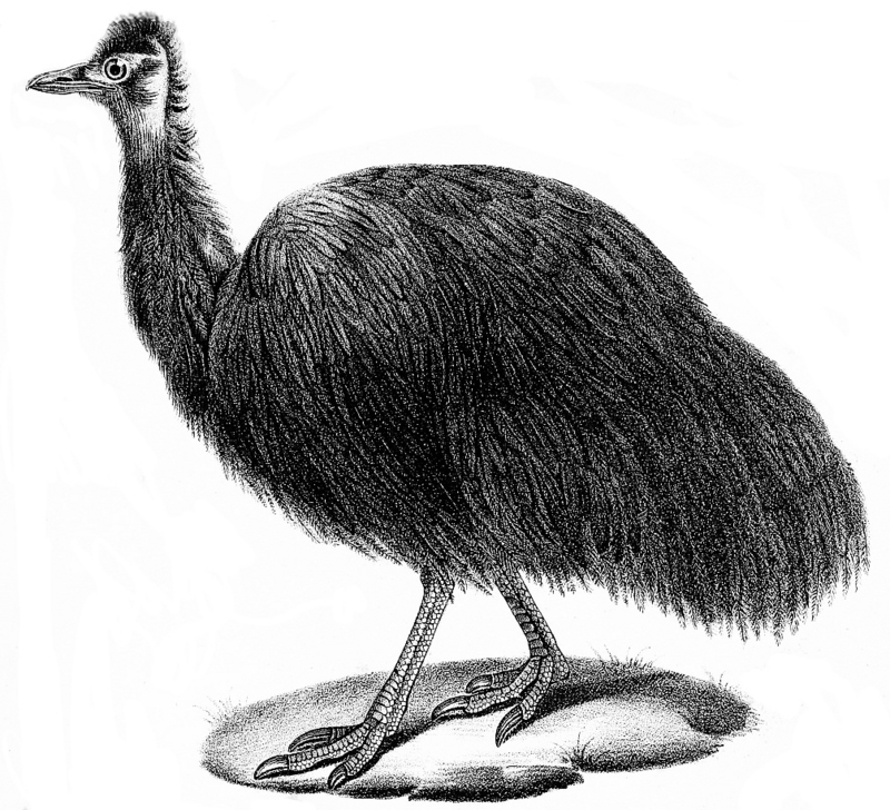 King Island emu (Dromaius novaehollandiae minor); DISPLAY FULL IMAGE.