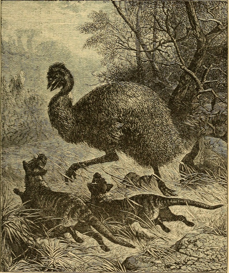 common emu (Dromaius novaehollandiae) & thylacine (Thylacinus cynocephalus); DISPLAY FULL IMAGE.