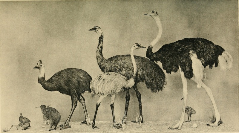 common ostrich (Struthio camelus), common emu (Dromaius novaehollandiae), greater rhea (Rhea americana), southern cassowary (Casuarius casuarius), great spotted kiwi (Apteryx haastii); DISPLAY FULL IMAGE.