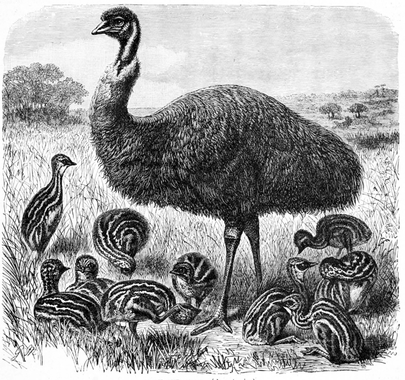 common emu (Dromaius novaehollandiae); DISPLAY FULL IMAGE.