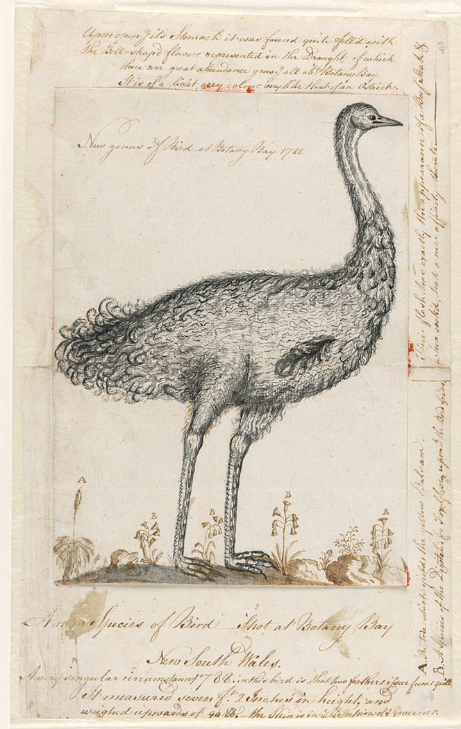 common emu (Dromaius novaehollandiae); Image ONLY