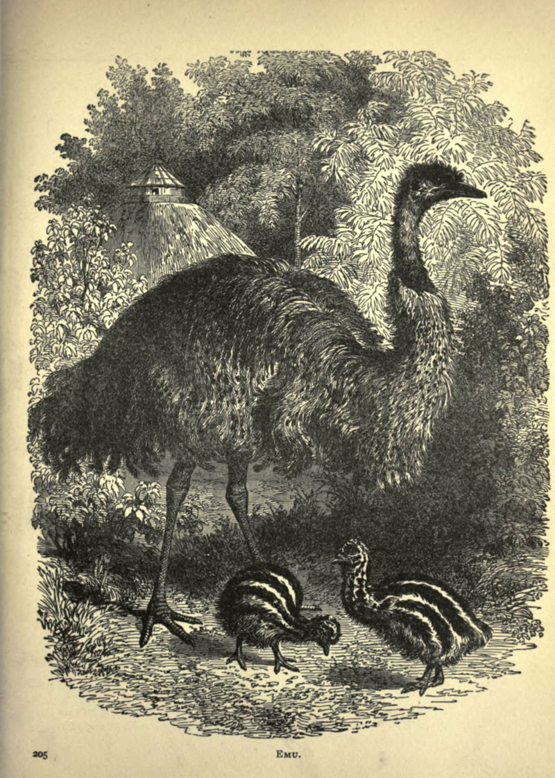 common emu (Dromaius novaehollandiae); DISPLAY FULL IMAGE.