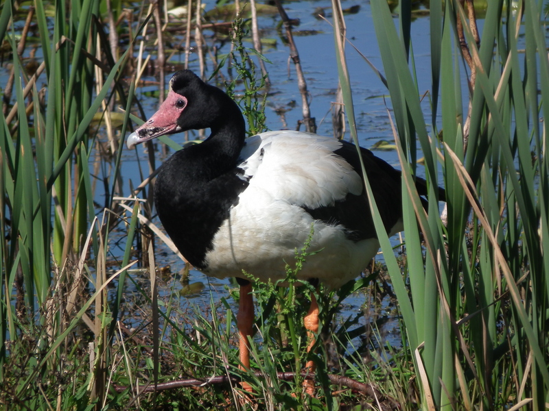 magpie goose (Anseranas semipalmata); DISPLAY FULL IMAGE.