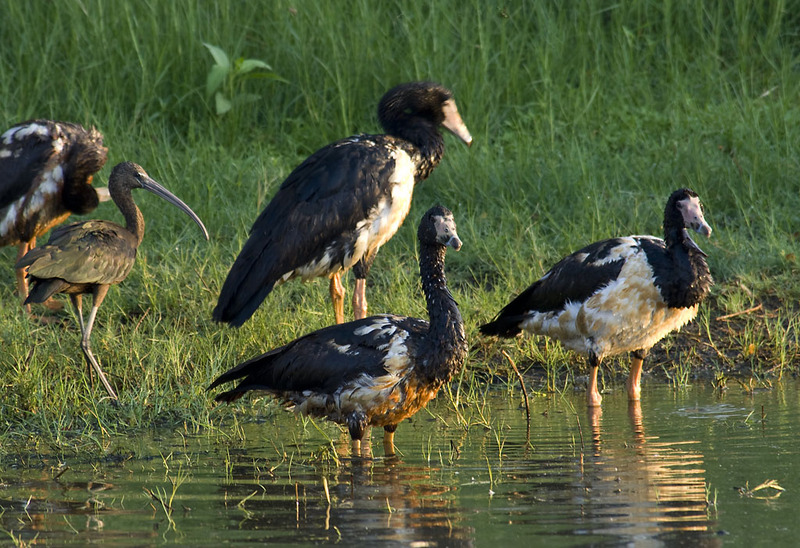 magpie goose (Anseranas semipalmata), glossy ibis (Plegadis falcinellus); DISPLAY FULL IMAGE.