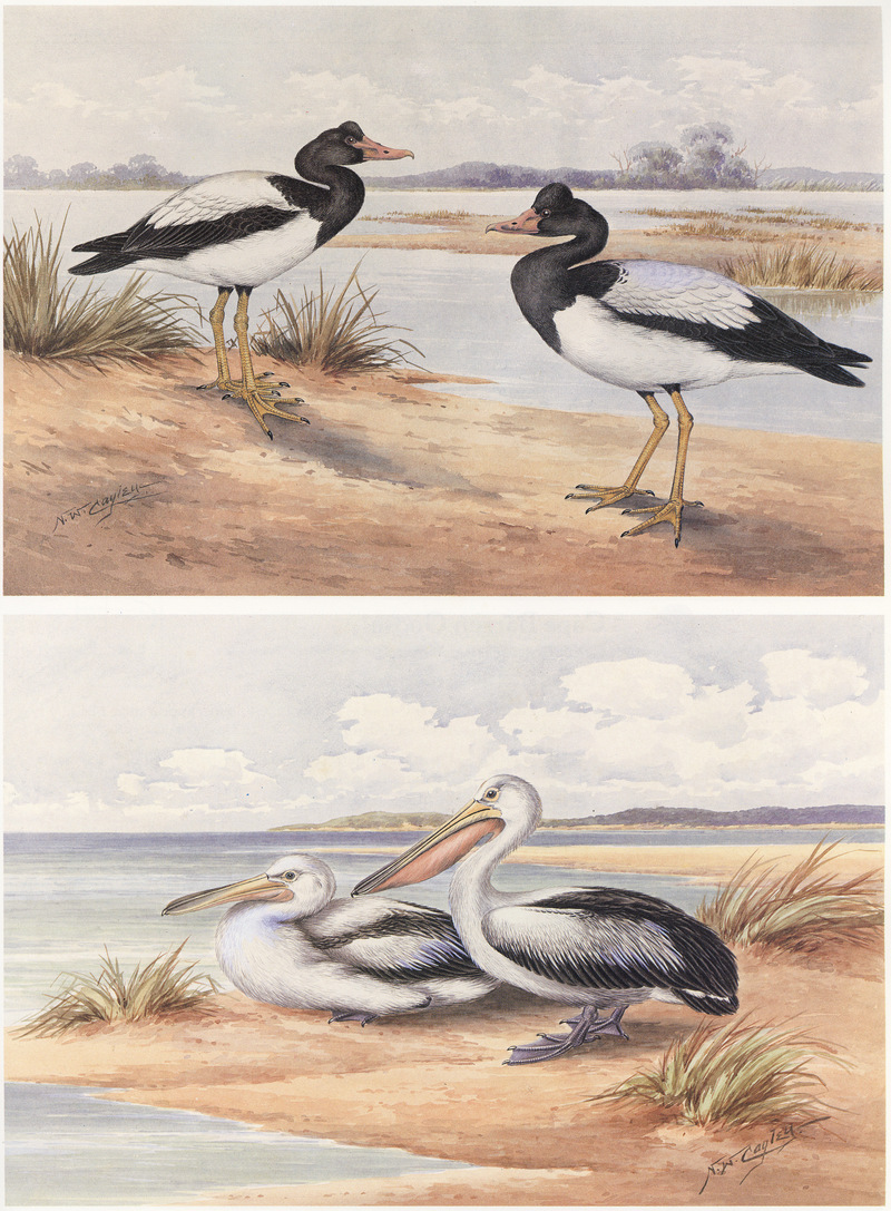 magpie goose (Anseranas semipalmata), Australian pelican (Pelecanus conspicillatus); DISPLAY FULL IMAGE.