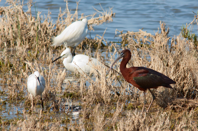 little egret (Egretta garzetta), glossy ibis (Plegadis falcinellus); DISPLAY FULL IMAGE.