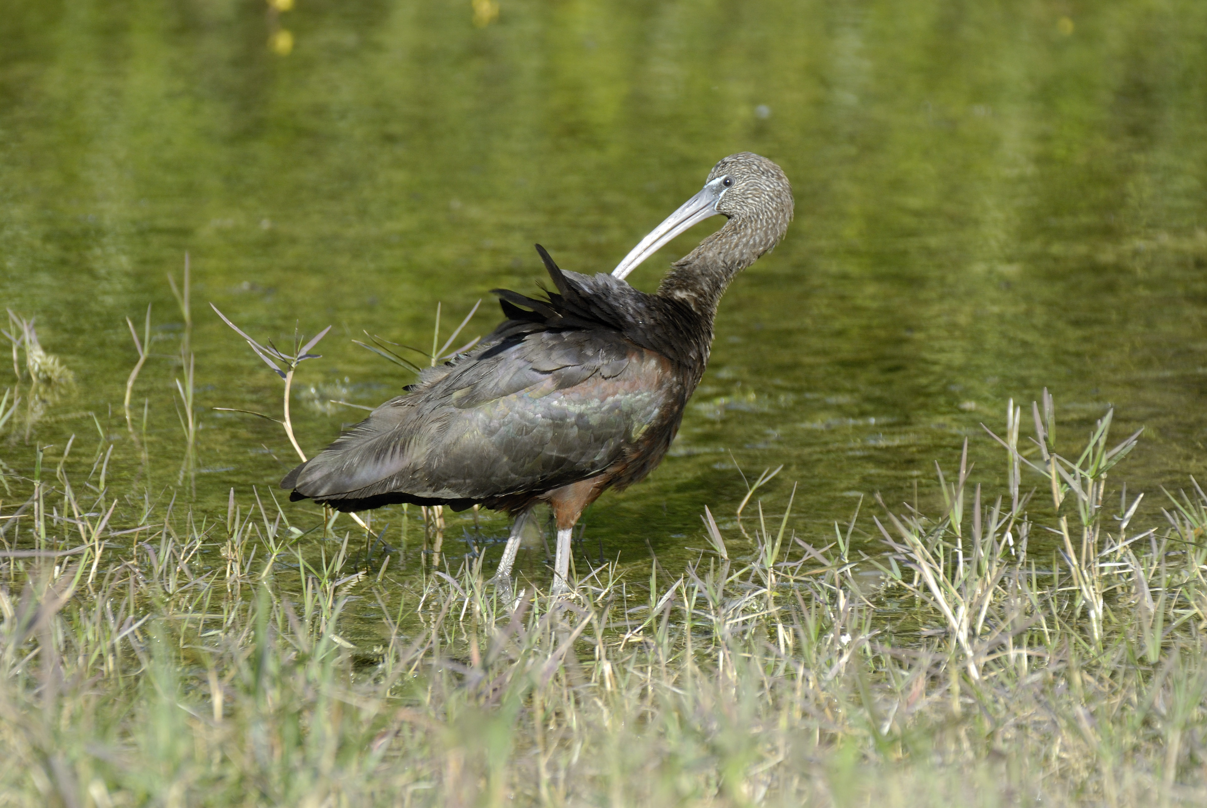 glossy ibis (Plegadis falcinellus); Image ONLY
