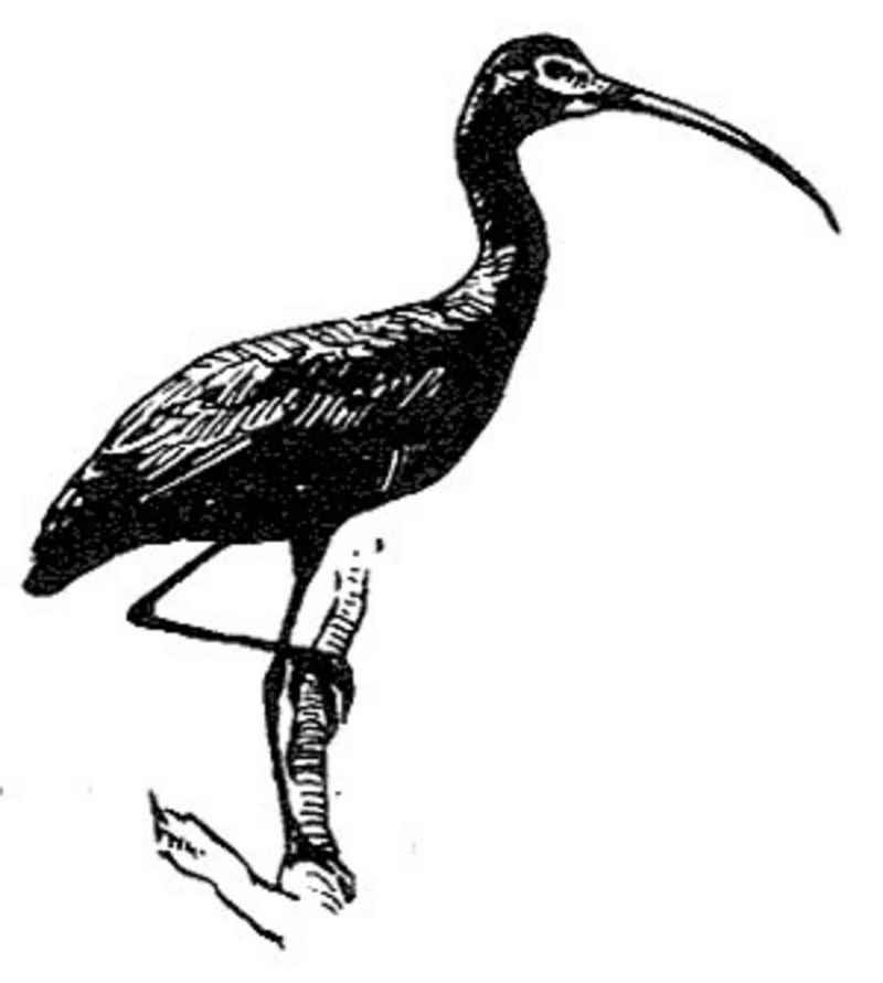 glossy ibis (Plegadis falcinellus); DISPLAY FULL IMAGE.