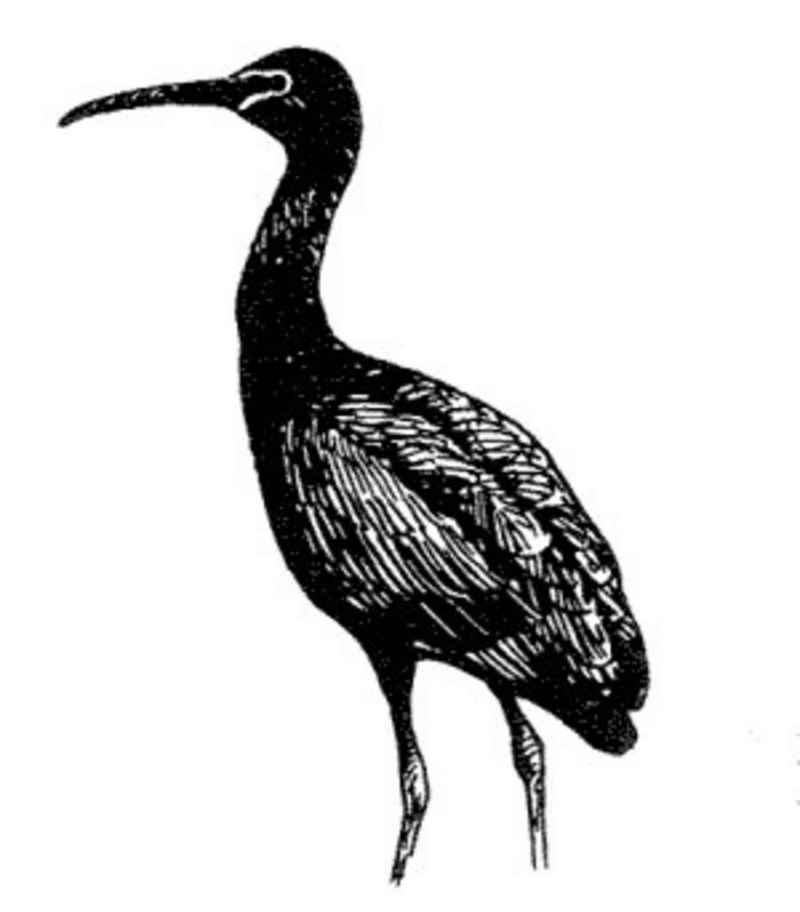glossy ibis (Plegadis falcinellus); DISPLAY FULL IMAGE.