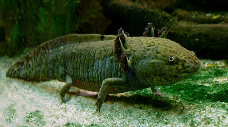 axolotl, Mexican salamander (Ambystoma mexicanum); DISPLAY FULL IMAGE.