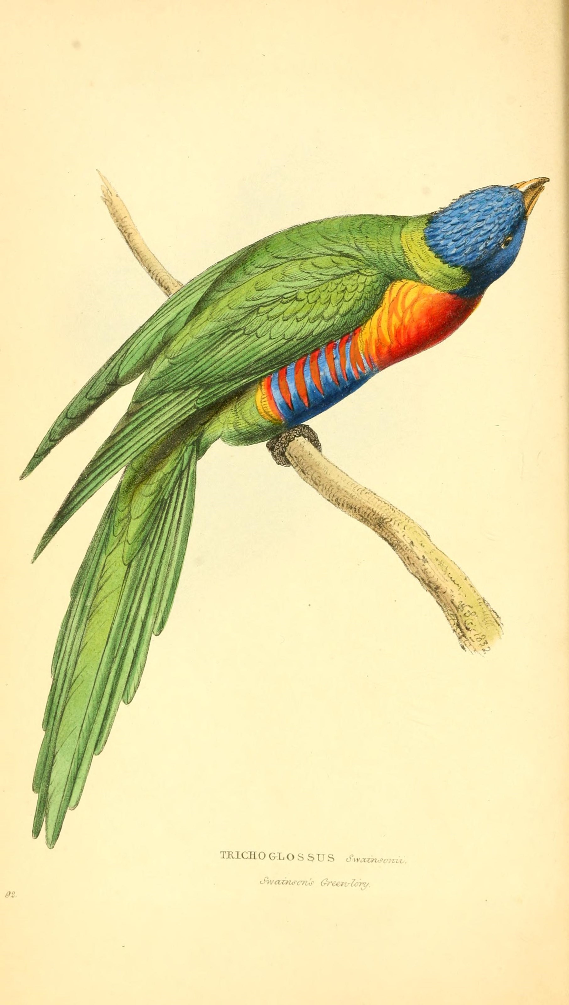 rainbow lorikeet (Trichoglossus moluccanus); Image ONLY