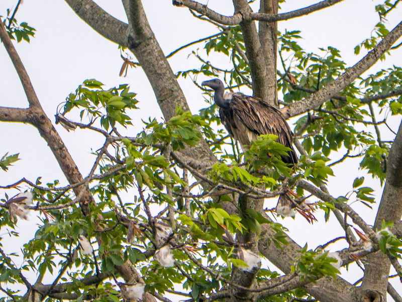 slender-billed vulture (Gyps tenuirostris); DISPLAY FULL IMAGE.