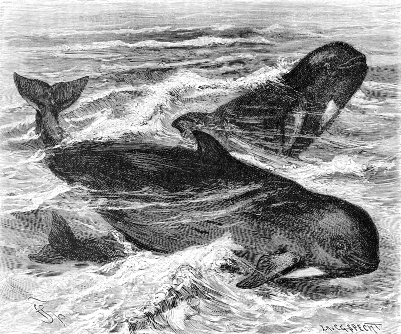 long-finned pilot whale (Globicephala melas); DISPLAY FULL IMAGE.