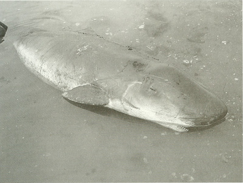 pygmy sperm whale (Kogia breviceps); DISPLAY FULL IMAGE.
