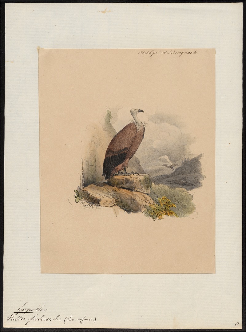 griffon vulture, Eurasian griffon (Gyps fulvus); DISPLAY FULL IMAGE.
