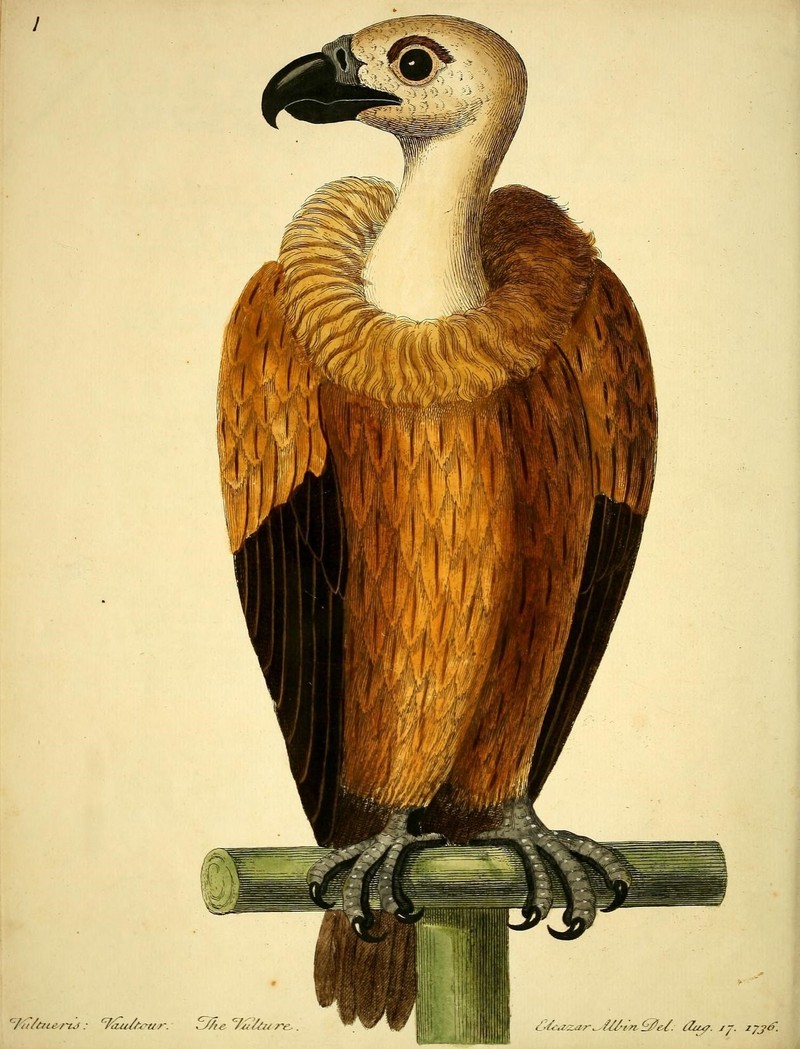 griffon vulture, Eurasian griffon (Gyps fulvus); DISPLAY FULL IMAGE.
