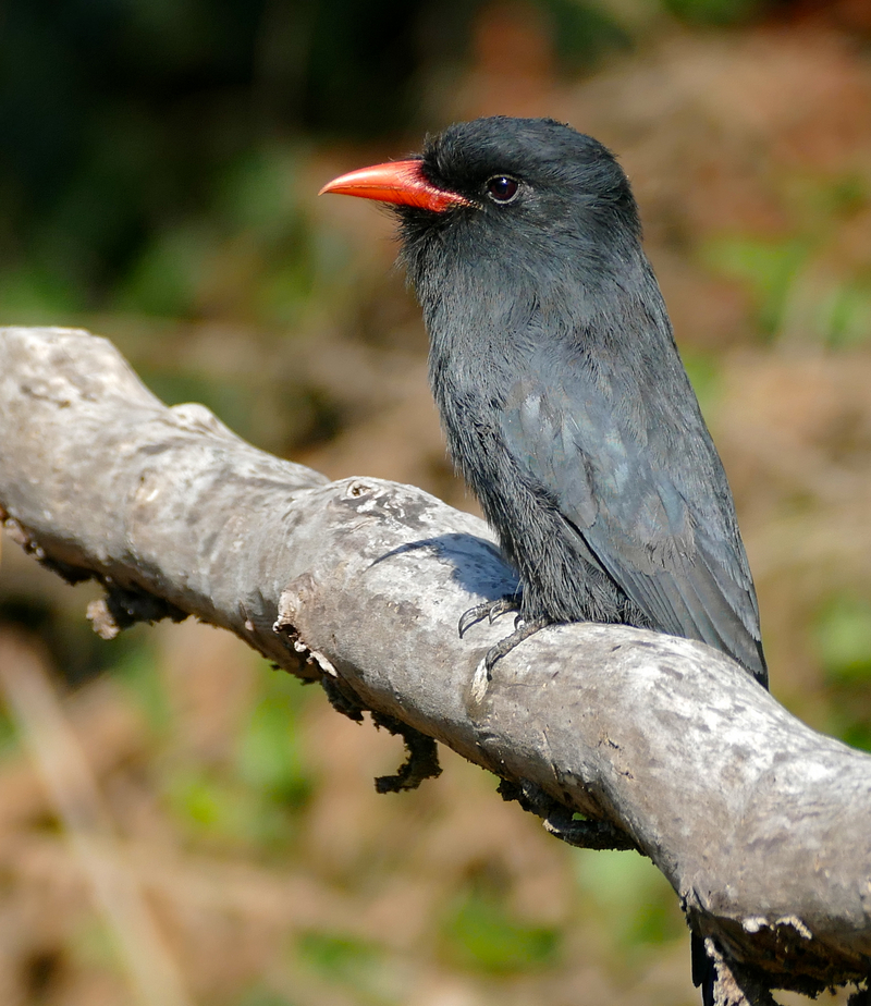black-fronted nunbird (Monasa nigrifrons); DISPLAY FULL IMAGE.