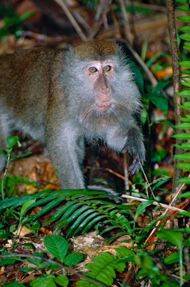 crab-eating macaque (Macaca fascicularis); DISPLAY FULL IMAGE.