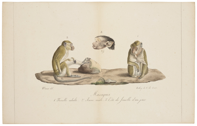 crab-eating macaque (Macaca fascicularis); DISPLAY FULL IMAGE.