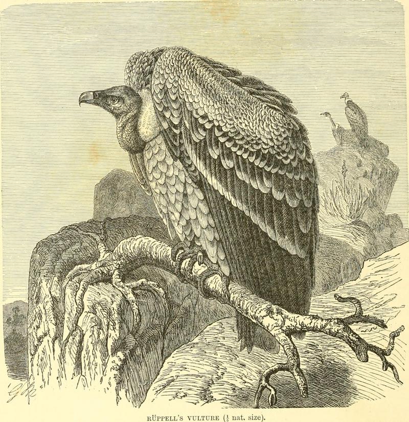 Rüppell's vulture, Rüppell's griffon (Gyps rueppelli) ; DISPLAY FULL IMAGE.