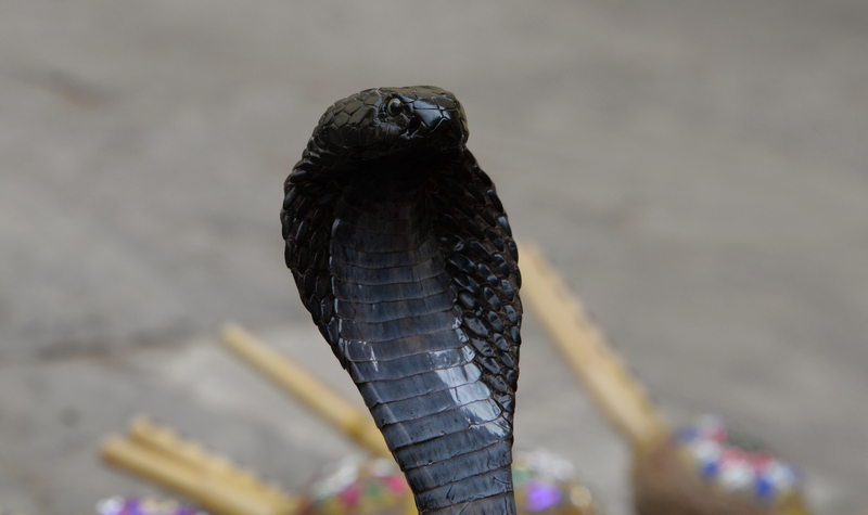 Black Cobra - Indian cobra (Naja naja); DISPLAY FULL IMAGE.