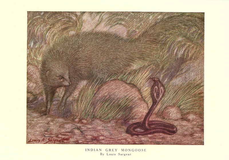 common grey mongoose (Herpestes edwardsii), Indian cobra (Naja naja); DISPLAY FULL IMAGE.