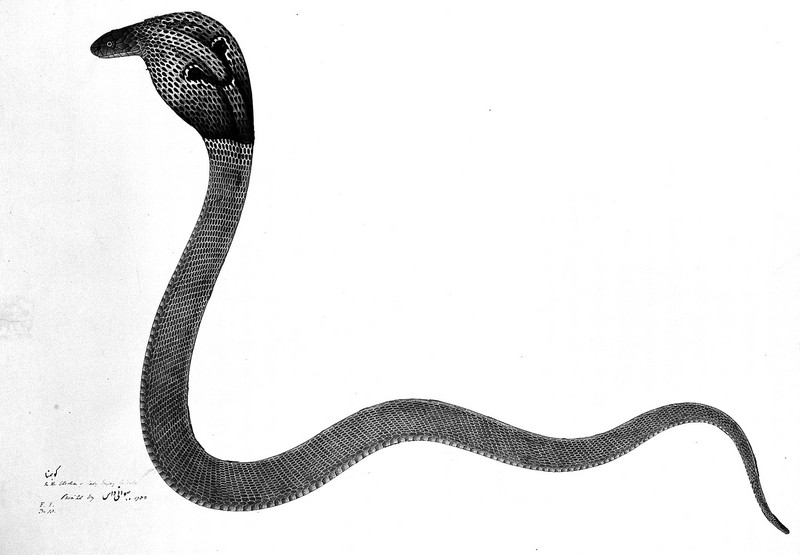 Indian cobra (Naja naja); DISPLAY FULL IMAGE.