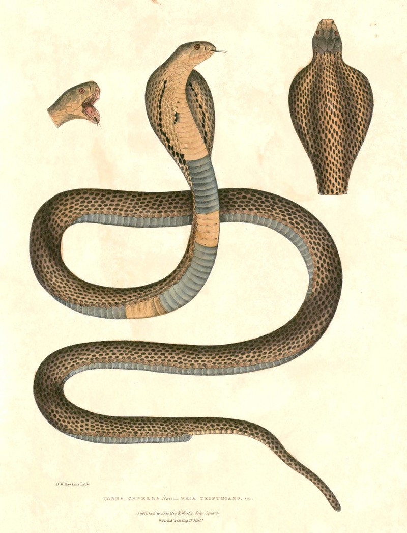Indian cobra (Naja naja); DISPLAY FULL IMAGE.