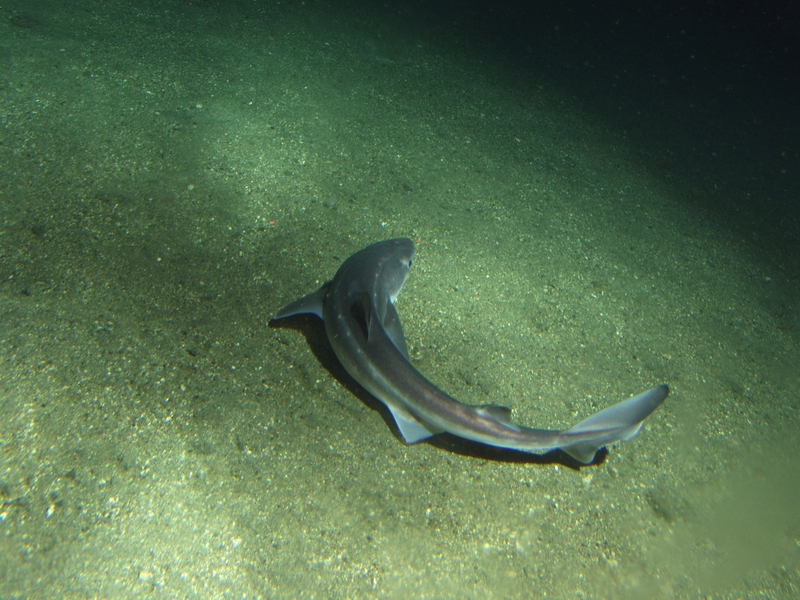 spiny dogfish (Squalus acanthias); DISPLAY FULL IMAGE.