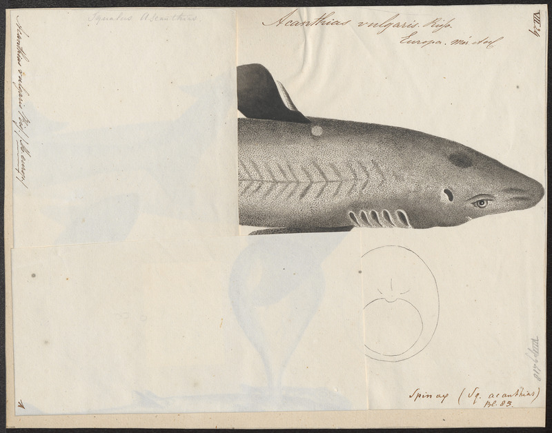 spiny dogfish (Squalus acanthias); DISPLAY FULL IMAGE.
