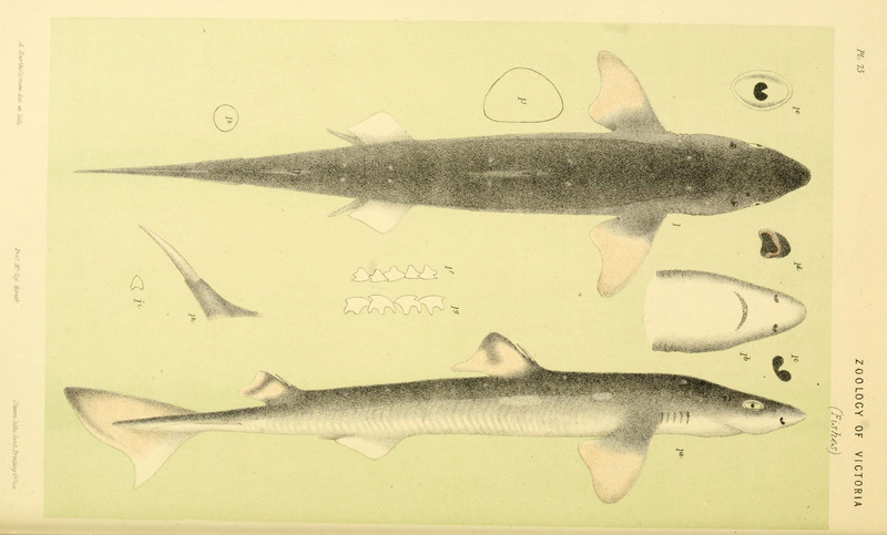 spiny dogfish (Squalus acanthias); DISPLAY FULL IMAGE.