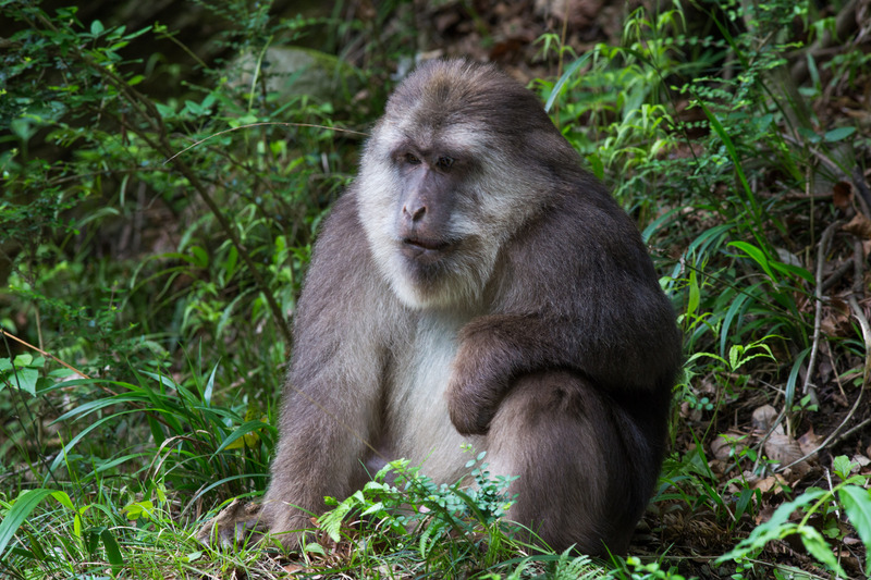 Tibetan macaque (Macaca thibetana); DISPLAY FULL IMAGE.