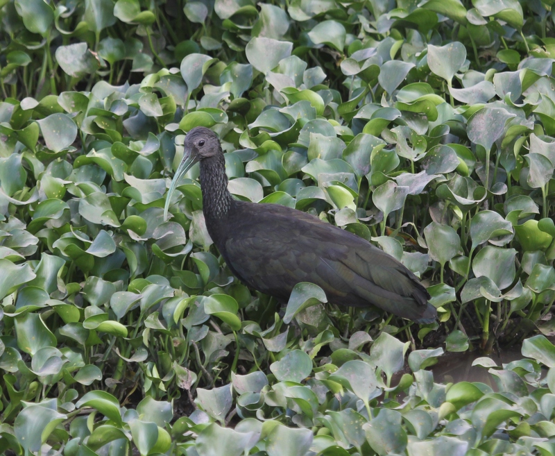 green ibis (Mesembrinibis cayennensis); DISPLAY FULL IMAGE.